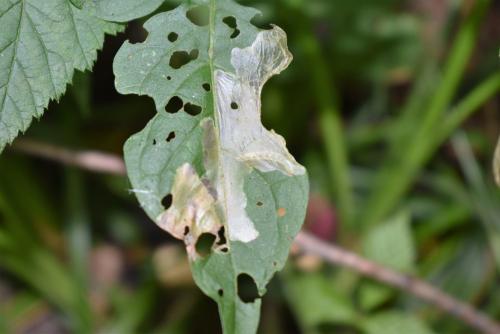 Pegomya sp.